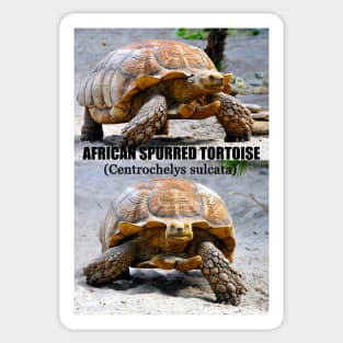 African Spurred Tortoise poster Sticker